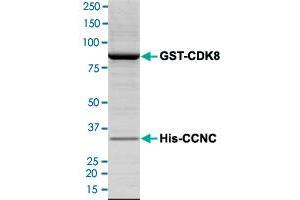 Image no. 2 for Cyclin-Dependent Kinase 8 (CDK8) (AA 1-464) (Active) protein (His tag) (ABIN5569667)