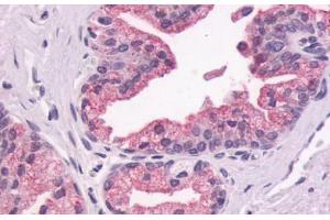 Anti-GPR87 antibody  ABIN1048889 IHC staining of human prostate, epithelium. (GPR87 antibody  (N-Term))