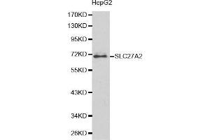 SLC27A2 anticorps  (AA 30-200)