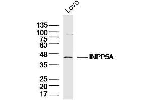 Lovo lysates probed with INPP5A Polyclonal Antibody, Unconjugated  at 1:300 dilution and 4˚C overnight incubation. (INPP5A antibody  (AA 31-130))
