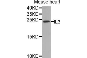 Western blot analysis of extracts of mouse heart, using IL3 antibody (ABIN5974991) at 1/1000 dilution. (IL-3 antibody)