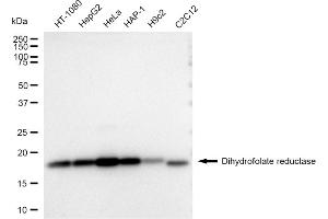 Western blotting analysis using Dihydrofolate reductase antibody (ABIN7798334).