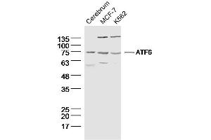 Lane 1: Rat cerebrum lysates; Lane 2: MCF-7 lysates; Lane 3: K562 lysates; probed with ATF6 Polyclonal Antibody, unconjugated (bs-23094R) at 1:300 overnight at 4°C followed by a conjugated secondary antibody for 60 minutes at 37°C. (ATF6 antibody  (AA 431-530))