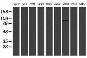 Image no. 2 for anti-Leucine Rich Repeat Containing 50 (LRRC50) antibody (ABIN1499209) (LRRC50 antibody)