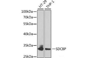 Western blot analysis of extracts of various cell lines using SDCBP Polyclonal Antibody at dilution of 1:1000. (SDCBP antibody)