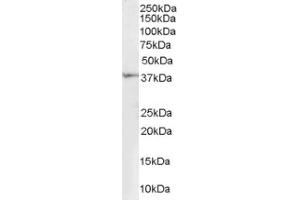 Image no. 1 for anti-Renalase, FAD-Dependent Amine Oxidase (RNLS) (Internal Region) antibody (ABIN374558) (RNLS antibody  (Internal Region))