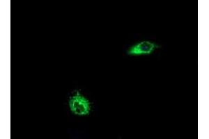 Image no. 1 for anti-Leucine-Rich Repeat-Containing G Protein-Coupled Receptor 6 (LGR6) (AA 25-250) antibody (ABIN1491277)