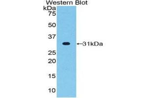 Western Blotting (WB) image for anti-Fucosyltransferase 4 (Alpha (1,3) Fucosyltransferase, Myeloid-Specific) (FUT4) (AA 264-497) antibody (ABIN1858931)