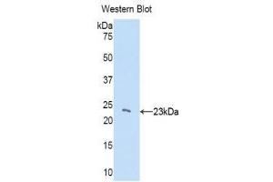 Western Blotting (WB) image for anti-Chromobox Homolog 3 (CBX3) (AA 1-183) antibody (ABIN1858275) (CBX3 antibody  (AA 1-183))