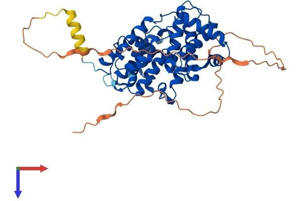 Cyclin B2 Protein (CCNB2) (AA 1-398) (His tag)