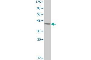 Western Blot detection against Immunogen (36. (AKR1C2 antibody  (AA 224-323))