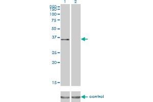 Western Blotting (WB) image for anti-Activating Transcription Factor 1 (AFT1) (AA 1-271) antibody (ABIN513567)