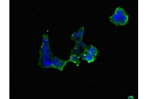 Immunofluorescent analysis of 293 cells using ABIN7151202 at dilution of 1:100 and Alexa Fluor 488-congugated AffiniPure Goat Anti-Rabbit IgG(H+L) (RNF5 antibody  (AA 1-120))