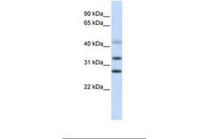 Image no. 1 for anti-Centromere Protein H (CENPH) (AA 146-195) antibody (ABIN6739074) (CENPH antibody  (AA 146-195))