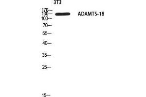 Western Blot (WB) analysis of 3T3 using ADAMTS-18 antibody.