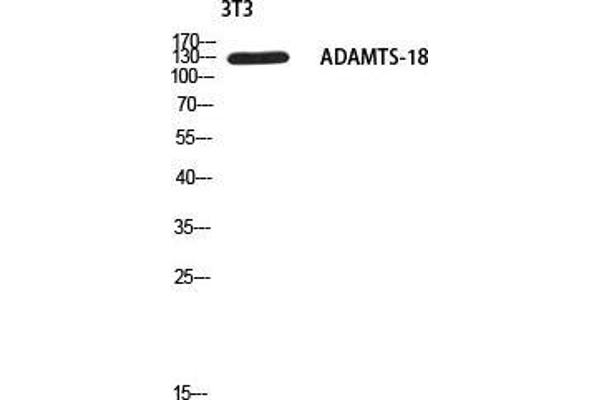 ADAMTS18 抗体