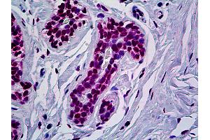 Anti-RUNX1 antibody IHC of human breast. (RUNX1 antibody  (AA 210-311))