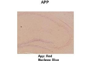 Sample Type : Mouse hippo campus  Primary Antibody Dilution :  1:100  Secondary Antibody: Anti-rabbit-HRP  Secondary Antibody Dilution:  1:300  Color/Signal Descriptions: App: Red Nucleus: Blue  Gene Name: App  Submitted by: Teresa Gunn (APP antibody  (C-Term))