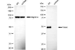 Western blotting analysis using TANK antibody (ABIN7800580). (TANK antibody)