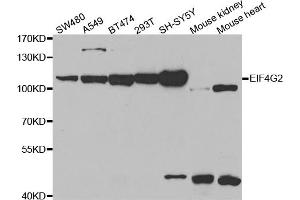 Western blot analysis of extracts of various cell lines, using EIF4G2 antibody (ABIN5971499) at 1:400 dilution. (EIF4G2 antibody)