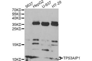 Western blot analysis of extracts of various cell lines, using TP53AIP1 antibody (ABIN6292220) at 1:1000 dilution. (TP53AIP1 antibody)