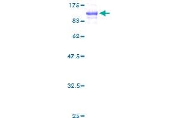 Filamin A Protein (AA 1-838) (GST tag)