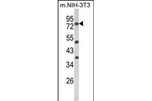 Western blot analysis of PRKCA Antibody (N-term) (ABIN652517 and ABIN2842346) in mouse NIH-3T3 cell line lysates (35 μg/lane). (PKC alpha antibody  (N-Term))