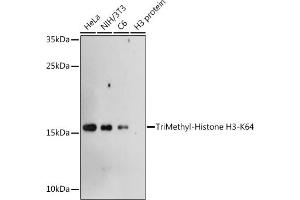 Western blot analysis of extracts of various cell lines, using TriMethyl-Histone H3-K64 antibody (ABIN7267701) at 1:1000 dilution. (Histone 3 antibody  (H3K64me3))