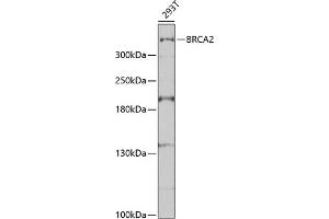 Western blot analysis of extracts of 293T cells, using BRC antibody (435) at 1:1000 dilution. (BRCA2 antibody  (AA 1-300))