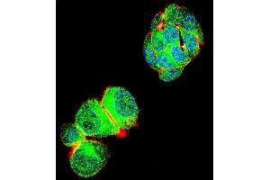 Confocal immunofluorescent analysis of TRIM59 Antibody (N-term) (ABIN655580 and ABIN2845072) with HepG2 cell followed by Alexa Fluor 488-conjugated goat anti-rabbit lgG (green). (TRIM59 antibody  (N-Term))