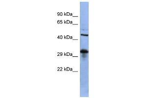 WB Suggested Anti-SOX2 Antibody Titration:  0. (SOX2 antibody  (Middle Region))