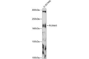 Western blot analysis of extracts of U-251MG cells, using PLXN antibody (ABIN7269422) at 1:1000 dilution. (Plexin A3 antibody  (AA 950-1150))