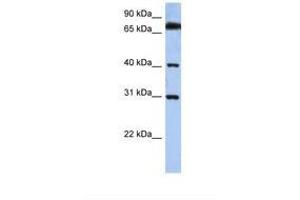 Image no. 1 for anti-Dehydrogenase/reductase (SDR Family) X-Linked (DHRSX) (C-Term) antibody (ABIN6739106) (DHRSX antibody  (C-Term))