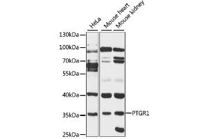 Western blot analysis of extracts of various cell lines, using PTGR1 antibody (ABIN1875946) at 1:3000 dilution.