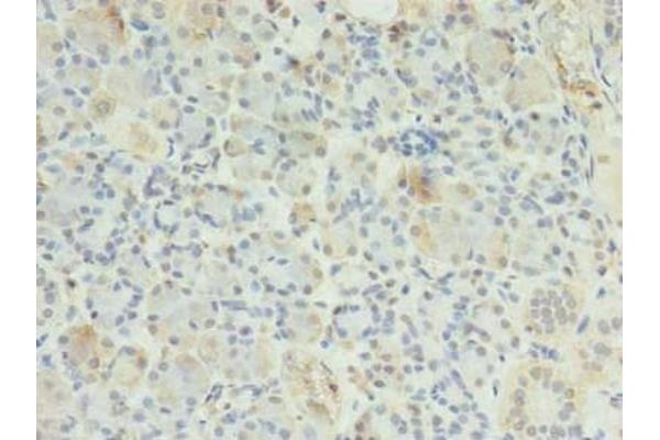 ERP27 antibody  (AA 26-273)