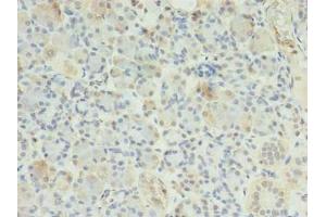 Immunohistochemistry of paraffin-embedded human pancreatic tissue using ABIN7151677 at dilution of 1:100