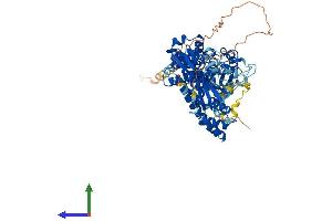AlphaFold protein structure predicition of Mouse Recombinant Rhobtb1 Protein, UniprotID Q9DAK3