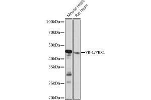 Western blot analysis of extracts of various cell lines, using YB-1/YBX1 Rabbit mAb (ABIN7271410) at 1:1000 dilution. (YBX1 antibody)