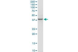 HSF2BP monoclonal antibody (M01), clone 1C4. (HSF2BP antibody  (AA 231-334))