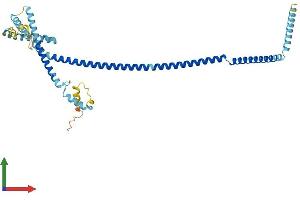 AlphaFold protein structure predicition of Mouse Recombinant Haus4 Protein, UniprotID Q8BFT2