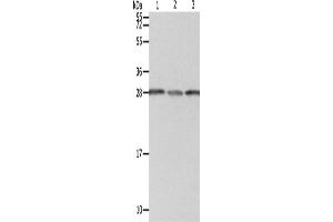 Western Blotting (WB) image for anti-Proteasome (Prosome, Macropain) 26S Subunit, Non-ATPase, 9 (PSMD9) antibody (ABIN2422091)