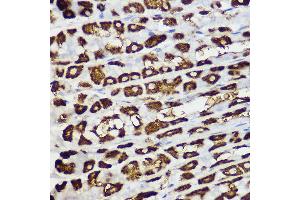 Immunohistochemistry of paraffin-embedded mouse stomach using BNIP3 Rabbit pAb (ABIN6127502, ABIN6137620, ABIN6137621 and ABIN6221337) at dilution of 1:150 (40x lens). (BNIP3 antibody  (AA 1-164))