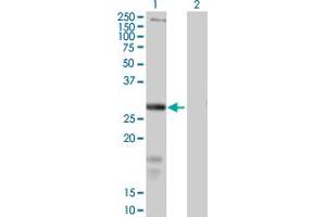 Western Blot analysis of SLC39A3 expression in transfected 293T cell line by SLC39A3 MaxPab polyclonal antibody.