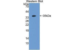 Western Blotting (WB) image for anti-Follistatin-Like 1 (FSTL1) (AA 20-306) antibody (ABIN1176701) (FSTL1 antibody  (AA 20-306))