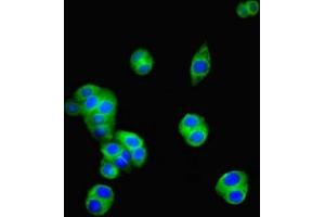 Immunofluorescent analysis of PC-3 cells using ABIN7154947 at dilution of 1:100 and Alexa Fluor 488-congugated AffiniPure Goat Anti-Rabbit IgG(H+L) (CD34 antibody  (AA 124-375))