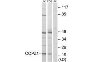 Western blot analysis of extracts from Jurkat/COS cells, using COPZ1 Antibody. (COPZ1 antibody  (AA 11-60))