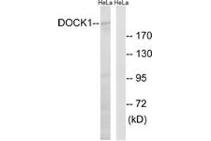 Western blot analysis of extracts from HeLa cells, using DOCK1 Antibody.