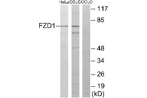 Western blot analysis of extracts from HeLa cells and COLO205 cells, using FZD1 antibody. (FZD1 antibody  (Internal Region))