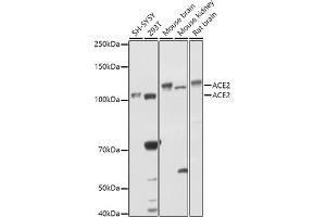 Western blot analysis of extracts of various cell lines, using  antibody (ABIN6131167, ABIN6136429, ABIN6136430 and ABIN6216480) at 1:1000 dilution. (ACE2 antibody  (AA 18-250))
