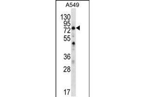 Western blot analysis in A549 cell line lysates (35ug/lane). (SPATA7 antibody  (C-Term))